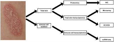 Multi-omics segregate different transcriptomic impacts of anti-IL-17A blockade on type 17 T-cells and regulatory immune cells in psoriasis skin